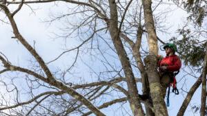 Arboriculture & Landscape Management